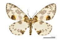 物種:Abraxas suspecta 攝影:吳士緯